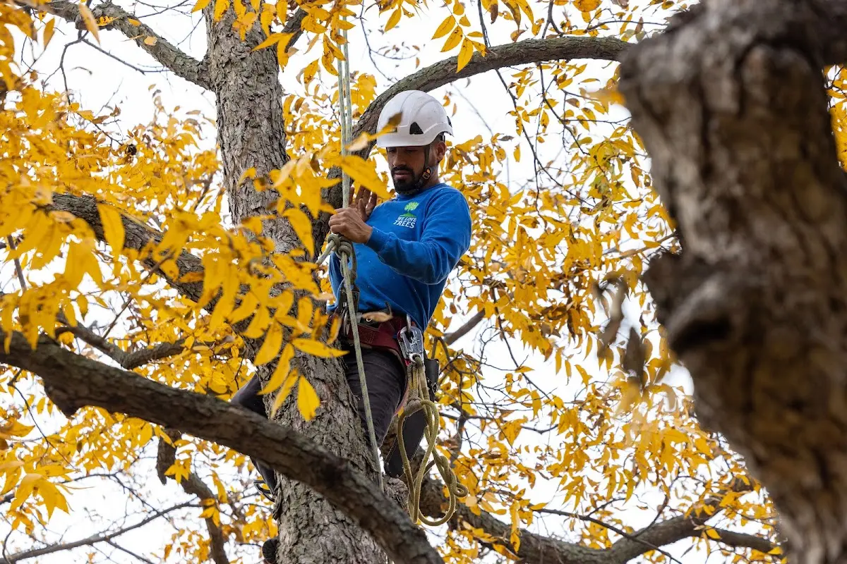 Skilled Tree Trimming crew working in Walker